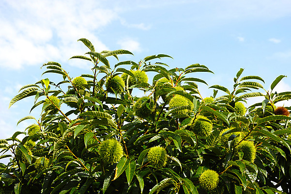 포토 JPG 주간 나무 식물 구름 열매 컬러 잎 사람없음 야외 초록색 가시 밤 밤나무 국내포토 자연요소 견과류 밤_견과류 파일형식