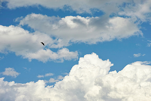 포토 JPG 주간 구름 한마리 조류 하늘 사람없음 야외 비행 뭉게구름 국내포토 자연요소 동물 1 파일형식 구름_자연