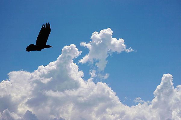 포토 JPG 주간 구름 한마리 조류 하늘 사람없음 야외 비행 국내포토 자연요소 동물 1 파일형식