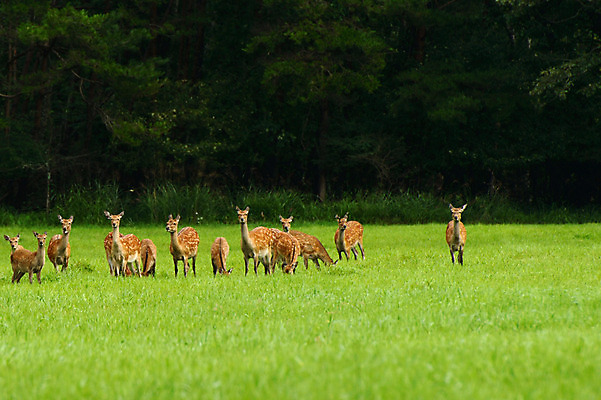 포토 JPG 주간 동물 육지동물 야생동물 여러마리 포유류 초원 사람없음 야외 풀 고라니 국내포토 자연요소 식물 다수 파일형식
