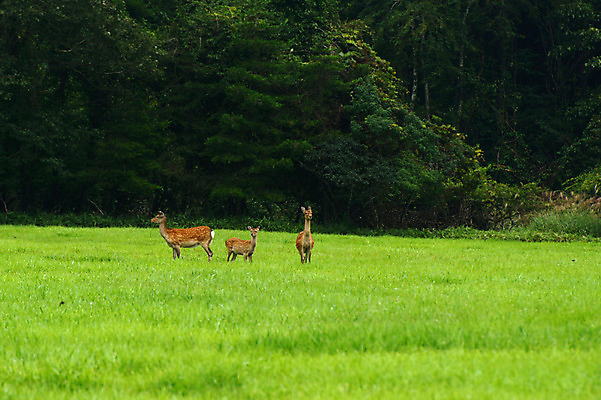 포토 JPG 주간 나무 동물 육지동물 야생동물 포유류 세마리 초원 사람없음 야외 고라니 국내포토 자연요소 식물 3 파일형식