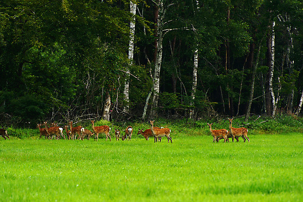 포토 JPG 주간 나무 동물 육지동물 야생동물 여러마리 포유류 초원 사람없음 야외 고라니 국내포토 자연요소 식물 다수 파일형식