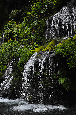 포토 JPG 주간 나무 식물 자연 풍경 사람없음 야외 물 폭포 돌_바위 바위 국내포토 자연요소 생태계 파일형식