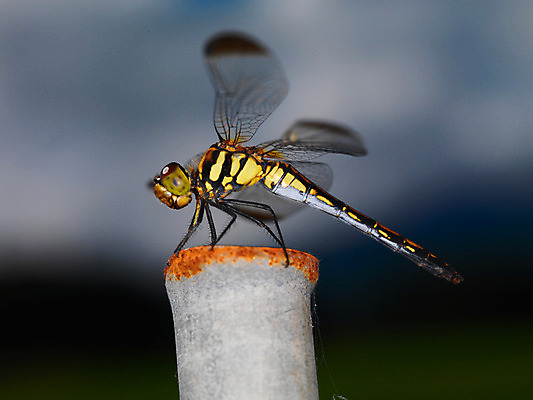 포토 JPG 주간 한마리 곤충 절지류 자연 근접촬영 사람없음 야외 벌레 잠자리 국내포토 자연요소 동물 1 뷰포인트 생태계 파일형식