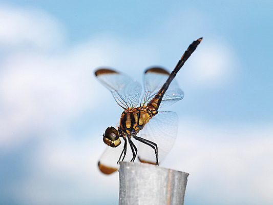 포토 JPG 주간 한마리 곤충 절지류 자연 근접촬영 사람없음 야외 벌레 잠자리 국내포토 자연요소 동물 1 뷰포인트 생태계 파일형식