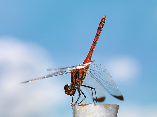 포토 JPG 주간 한마리 곤충 절지류 자연 근접촬영 사람없음 야외 벌레 잠자리 국내포토 자연요소 동물 1 뷰포인트 생태계 파일형식