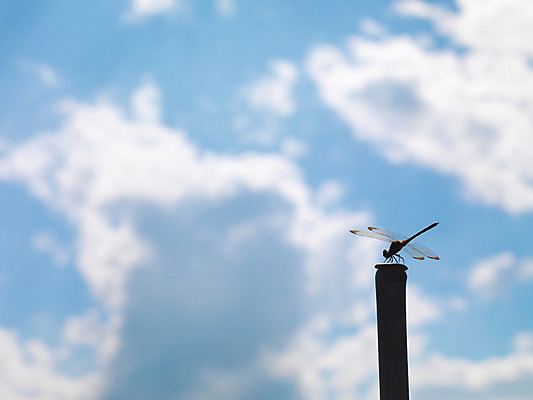 포토 JPG 주간 한마리 곤충 절지류 자연 근접촬영 사람없음 야외 벌레 잠자리 국내포토 자연요소 동물 1 뷰포인트 생태계 파일형식