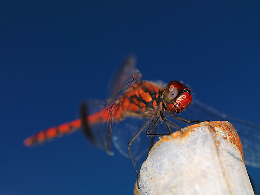 포토 JPG 주간 한마리 곤충 절지류 자연 근접촬영 사람없음 야외 벌레 잠자리 국내포토 자연요소 동물 1 뷰포인트 생태계 파일형식