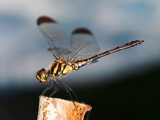 포토 JPG 주간 한마리 곤충 절지류 자연 근접촬영 사람없음 야외 벌레 잠자리 국내포토 자연요소 동물 1 뷰포인트 생태계 파일형식