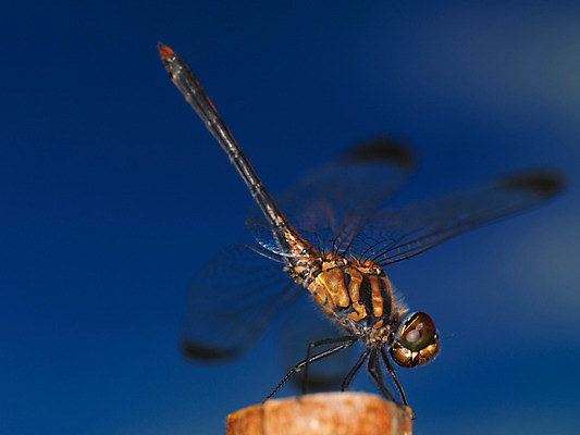 포토 JPG 주간 한마리 곤충 절지류 자연 근접촬영 사람없음 야외 벌레 잠자리 국내포토 자연요소 동물 1 뷰포인트 생태계 파일형식
