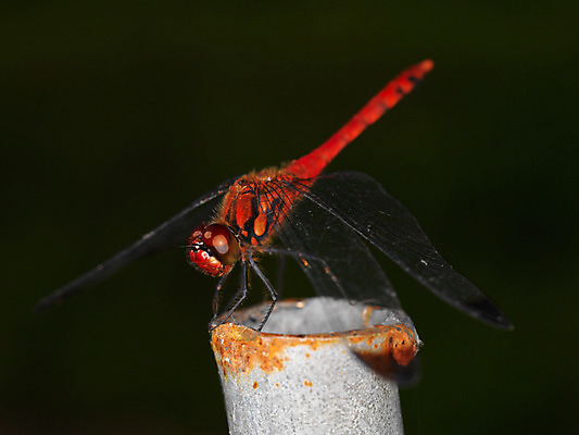 포토 JPG 주간 한마리 곤충 절지류 자연 근접촬영 사람없음 야외 벌레 잠자리 국내포토 자연요소 동물 1 뷰포인트 생태계 파일형식