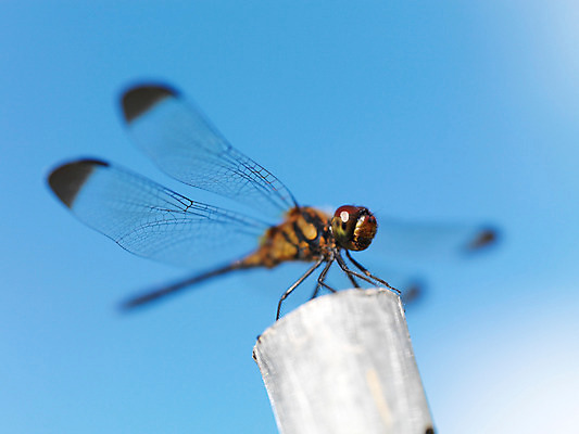 포토 JPG 주간 한마리 곤충 절지류 자연 근접촬영 사람없음 야외 벌레 잠자리 국내포토 자연요소 동물 1 뷰포인트 생태계 파일형식