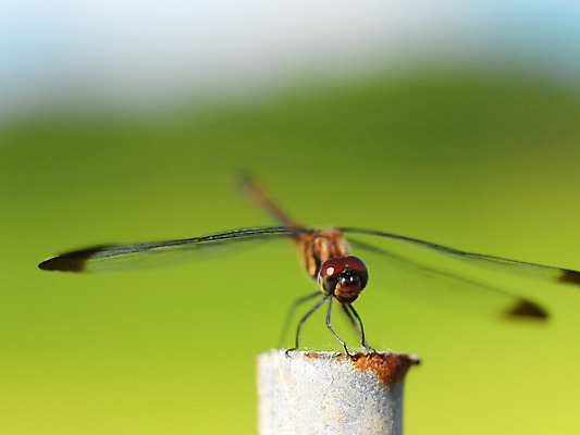 포토 JPG 주간 한마리 곤충 절지류 자연 근접촬영 사람없음 야외 벌레 잠자리 국내포토 자연요소 동물 1 뷰포인트 생태계 파일형식