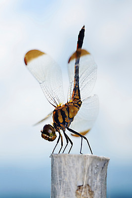 포토 JPG 주간 한마리 곤충 절지류 자연 근접촬영 사람없음 야외 벌레 잠자리 국내포토 자연요소 동물 1 뷰포인트 생태계 파일형식