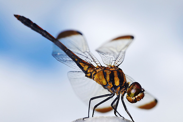 포토 JPG 주간 한마리 곤충 절지류 자연 근접촬영 사람없음 야외 벌레 잠자리 국내포토 자연요소 동물 1 뷰포인트 생태계 파일형식