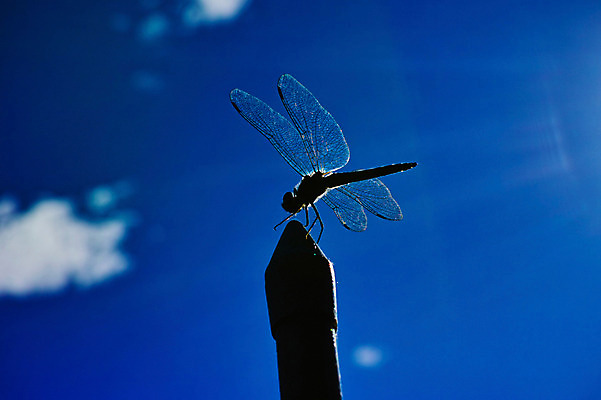 포토 JPG 주간 한마리 곤충 절지류 자연 근접촬영 사람없음 야외 벌레 잠자리 역광 국내포토 자연요소 동물 1 뷰포인트 생태계 파일형식