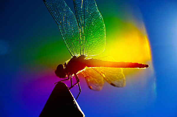 포토 JPG 주간 한마리 곤충 무지개 절지류 자연 근접촬영 사람없음 야외 벌레 잠자리 국내포토 자연요소 동물 1 뷰포인트 생태계 파일형식