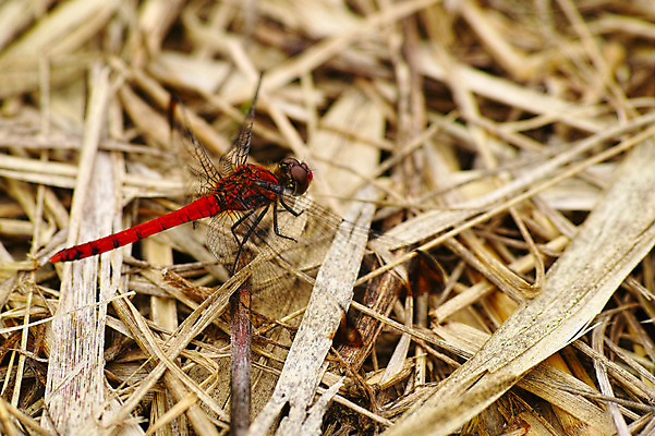 포토 JPG 주간 한마리 곤충 절지류 자연 근접촬영 사람없음 야외 벌레 잠자리 국내포토 자연요소 동물 1 뷰포인트 생태계 파일형식