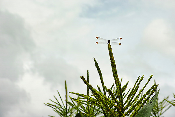 포토 JPG 주간 나무 한마리 곤충 절지류 자연 사람없음 야외 잠 벌레 국내포토 자연요소 식물 동물 1 생태계 파일형식