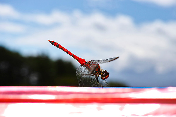 포토 JPG 주간 한마리 곤충 절지류 자연 근접촬영 사람없음 야외 벌레 잠자리 국내포토 자연요소 동물 1 뷰포인트 생태계 파일형식