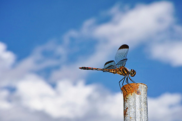 포토 JPG 주간 구름 한마리 곤충 절지류 자연 하늘 사람없음 야외 벌레 잠자리 국내포토 자연요소 동물 1 생태계 파일형식
