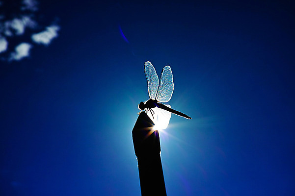 포토 JPG 주간 한마리 곤충 절지류 자연 근접촬영 사람없음 야외 빛 벌레 잠자리 역광 국내포토 자연요소 동물 1 뷰포인트 생태계 파일형식