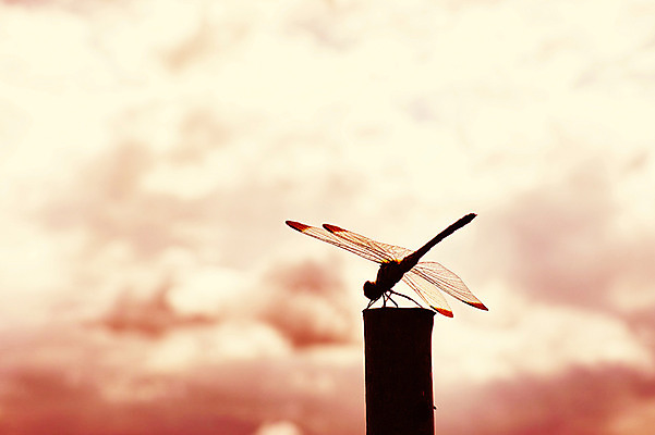 포토 JPG 주간 구름 한마리 곤충 절지류 자연 근접촬영 사람없음 야외 벌레 잠자리 국내포토 자연요소 동물 1 뷰포인트 생태계 파일형식