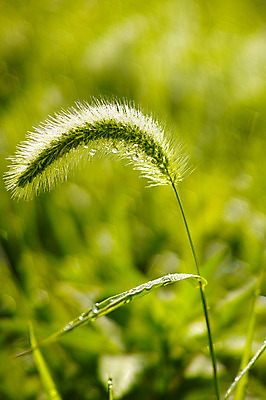 포토 JPG 주간 식물 컬러 잎 자연 사람없음 야외 초록색 물방울 풀 강아지풀 국내포토 자연요소 생태계 한해살이풀 파일형식