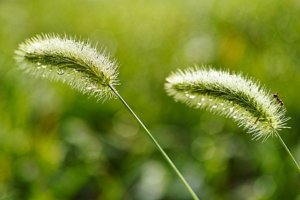 포토 JPG 주간 식물 컬러 곤충 잎 자연 사람없음 야외 초록색 물방울 벌레 개미 강아지풀 국내포토 자연요소 동물 생태계 한해살이풀 파일형식