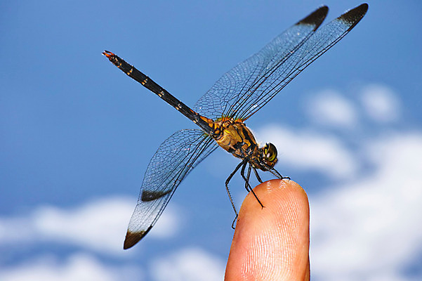 포토 JPG 주간 구름 한마리 곤충 절지류 손가락 자연 근접촬영 야외 벌레 잠자리 국내포토 자연요소 동물 1 손 뷰포인트 생태계 파일형식