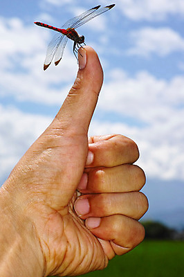 포토 JPG 주간 구름 한마리 손 곤충 절지류 손가락 자연 하늘 야외 엄지손가락 벌레 잠자리 국내포토 자연요소 동물 1 신체부위 생태계 파일형식