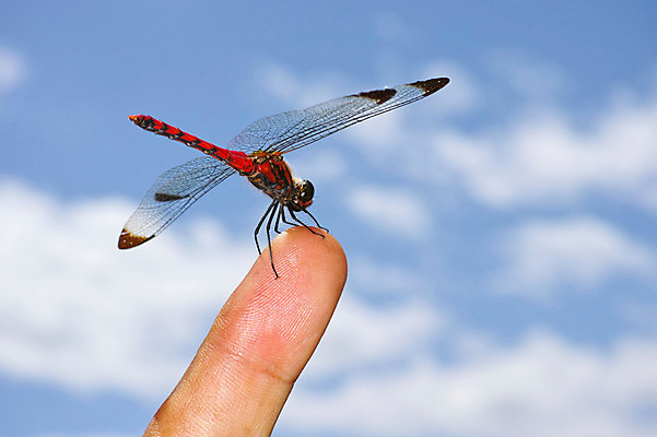 포토 JPG 주간 한마리 곤충 절지류 손가락 자연 손짓 근접촬영 야외 벌레 잠자리 국내포토 자연요소 동물 1 손 뷰포인트 모션 생태계 파일형식