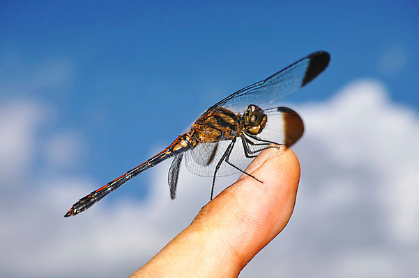 포토 JPG 주간 구름 한마리 곤충 절지류 손가락 자연 손짓 근접촬영 야외 벌레 잠자리 국내포토 자연요소 동물 1 손 뷰포인트 모션 생태계 파일형식