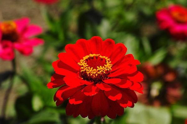 포토 JPG 주간 식물 꽃 컬러 자연 근접촬영 사람없음 야외 빨간색 백일홍 국내포토 자연요소 뷰포인트 생태계 파일형식