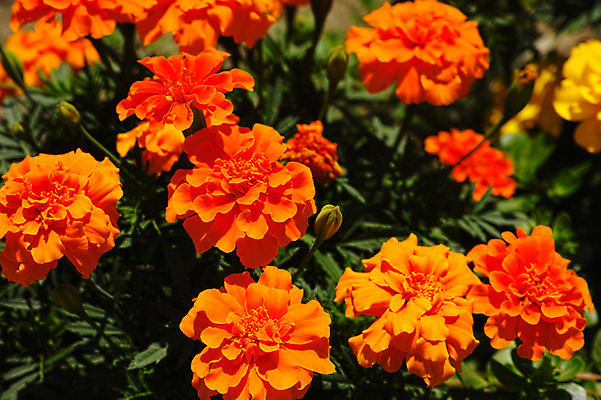 포토 JPG 주간 식물 꽃 컬러 잎 꽃밭 자연 사람없음 야외 주황색 국내포토 자연요소 생태계 파일형식