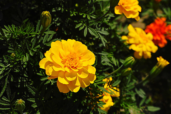 포토 JPG 주간 식물 꽃 컬러 자연 사람없음 야외 노란색 풀 국내포토 자연요소 생태계 파일형식