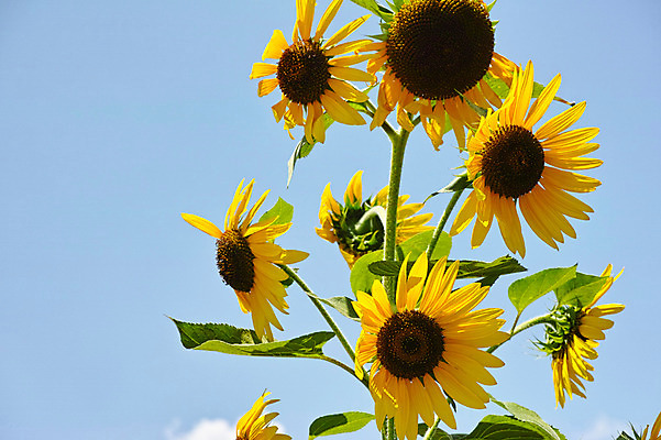 포토 JPG 주간 식물 구름 꽃 컬러 잎 자연 하늘 해바라기 사람없음 야외 노란색 국내포토 자연요소 생태계 파일형식