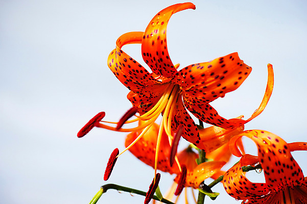 포토 JPG 주간 식물 꽃 컬러 자연 하늘 근접촬영 사람없음 야외 주황색 꽃술_꽃 국내포토 자연요소 뷰포인트 생태계 파일형식