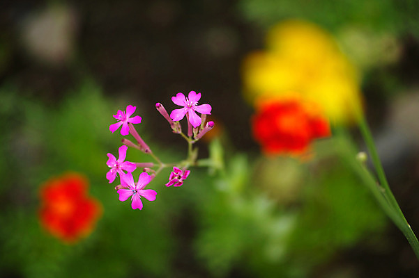포토 JPG 주간 식물 꽃 분홍색 컬러 자연 근접촬영 사람없음 야외 아웃포커스 국내포토 자연요소 뷰포인트 촬영기법 생태계 파일형식