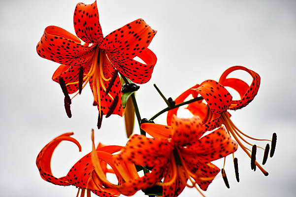 포토 JPG 주간 식물 꽃 컬러 자연 사람없음 야외 주황색 꽃술_꽃 국내포토 자연요소 생태계 파일형식