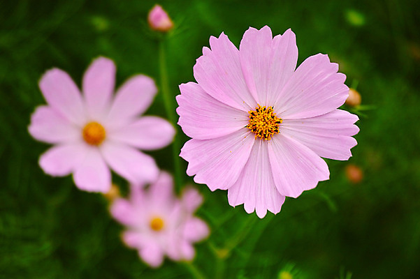 포토 JPG 주간 식물 꽃 분홍색 컬러 자연 사람없음 야외 아웃포커스 코스모스 국내포토 자연요소 촬영기법 생태계 파일형식