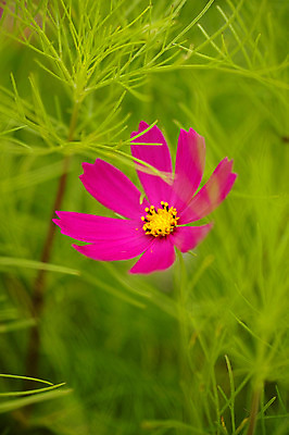 포토 JPG 주간 식물 꽃 분홍색 컬러 잎 한송이 자연 사람없음 야외 풀 코스모스 국내포토 자연요소 1 생태계 송이 파일형식