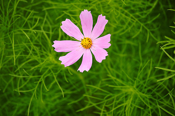 포토 JPG 주간 식물 꽃 분홍색 컬러 잎 한송이 자연 근접촬영 사람없음 야외 풀 코스모스 국내포토 자연요소 1 뷰포인트 생태계 송이 파일형식