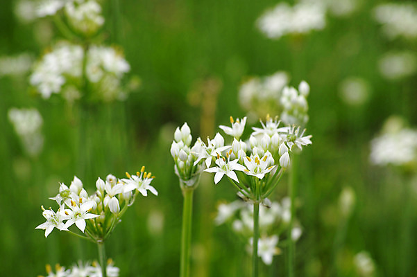 포토 JPG 주간 식물 꽃 컬러 자연 근접촬영 사람없음 야외 아웃포커스 흰색 국내포토 자연요소 뷰포인트 촬영기법 생태계 파일형식