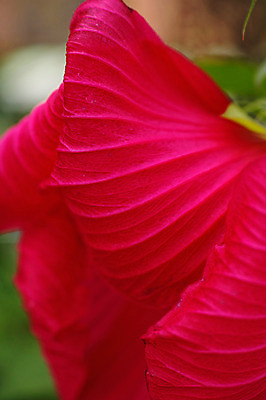 포토 JPG 주간 식물 꽃 컬러 잎 한송이 자연 근접촬영 사람없음 야외 빨간색 국내포토 자연요소 1 뷰포인트 생태계 송이 파일형식
