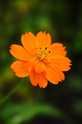 포토 JPG 주간 식물 꽃 컬러 자연 근접촬영 사람없음 야외 주황색 국내포토 자연요소 뷰포인트 생태계 파일형식