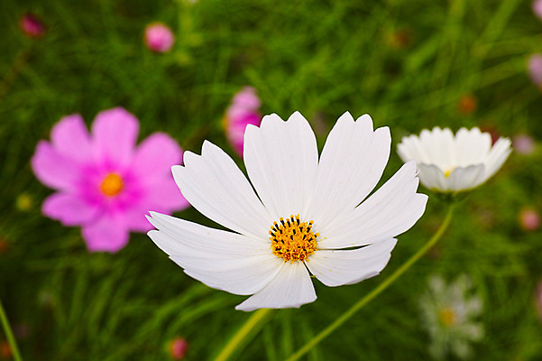 포토 JPG 주간 식물 꽃 컬러 자연 근접촬영 사람없음 야외 흰색 코스모스 국내포토 자연요소 뷰포인트 생태계 파일형식