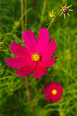 포토 JPG 주간 식물 꽃 컬러 자연 근접촬영 사람없음 야외 빨간색 풀 코스모스 국내포토 자연요소 뷰포인트 생태계 파일형식