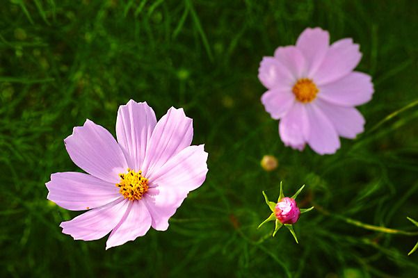 포토 JPG 주간 식물 꽃 분홍색 컬러 자연 사람없음 야외 풀 꽃봉오리 코스모스 국내포토 자연요소 생태계 파일형식