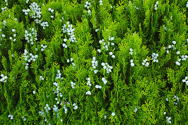 포토 JPG 주간 식물 꽃 컬러 잎 자연 사람없음 야외 흰색 풀 국내포토 자연요소 생태계 파일형식